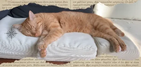 L'ansia può essere sconfitta e il gatto è l'emblema di questa possibilità