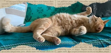 Il gatto rappresenta la vittoria sull'ansia: un esempio di come superarla